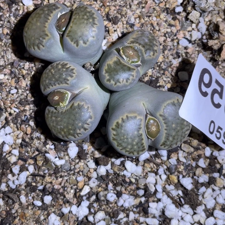 非偏远满20包邮059