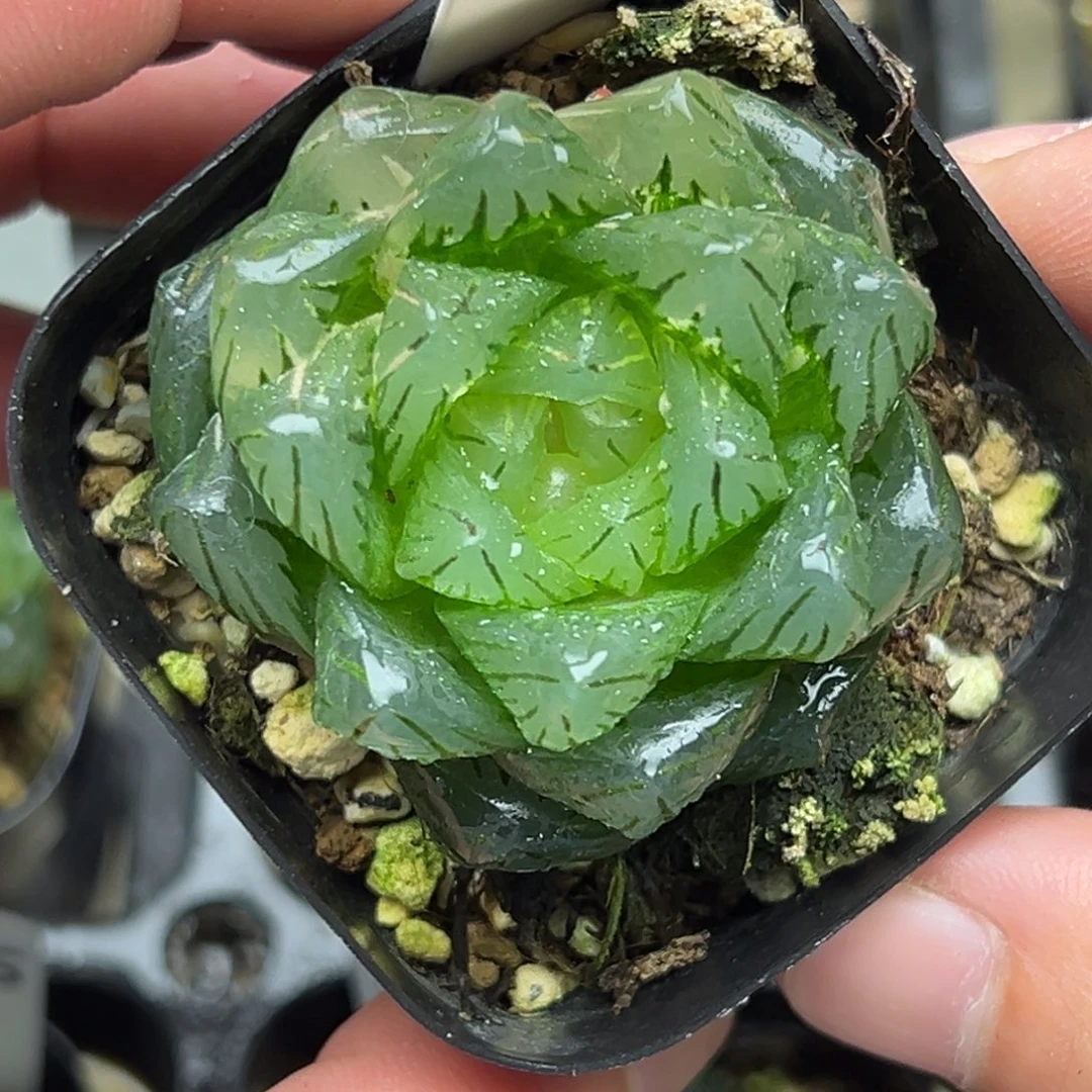 90龙鳞玉露锦一物一拍