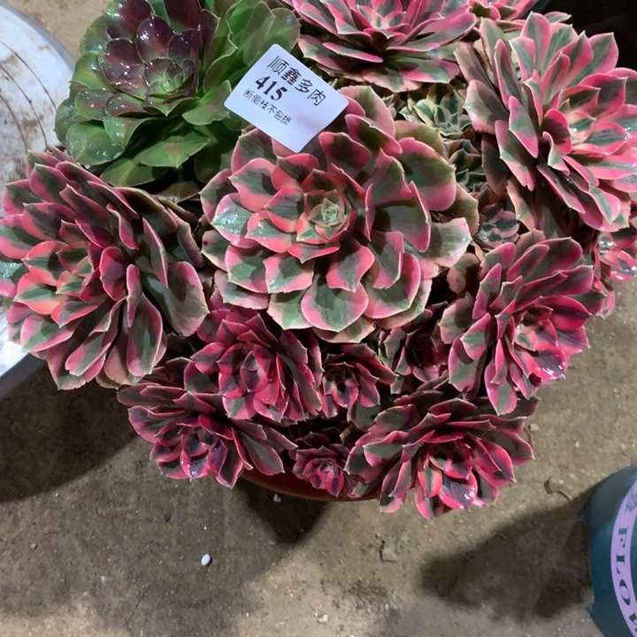 415女妖多肉植物特价