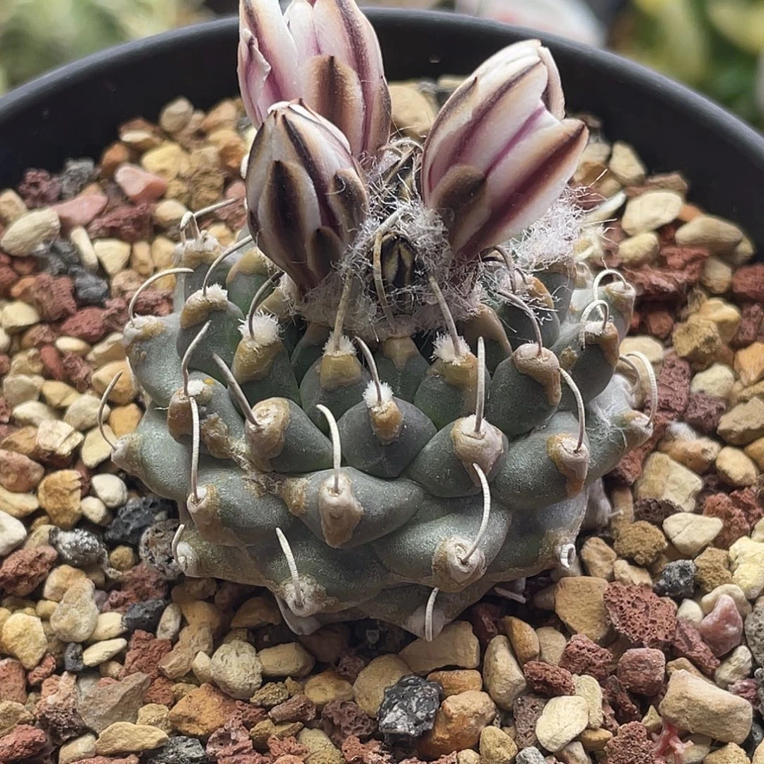 实生黄金焦糖尤遁地安德森娇丽