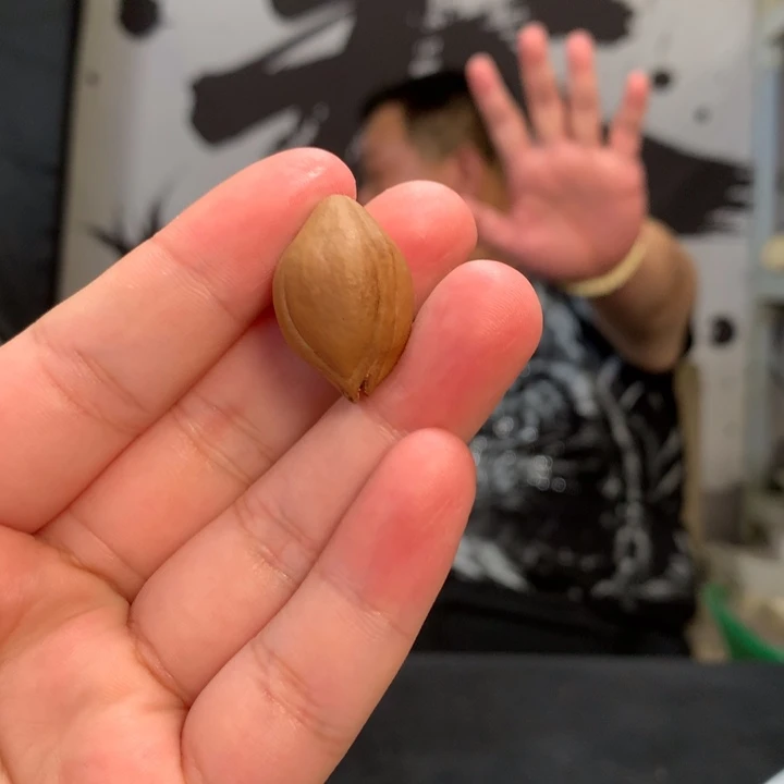 橄榄核手串/手链ZZ4