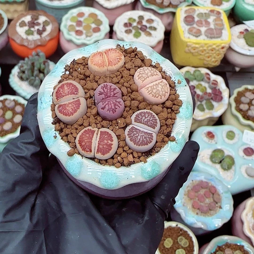 生石花满18包邮1030-66