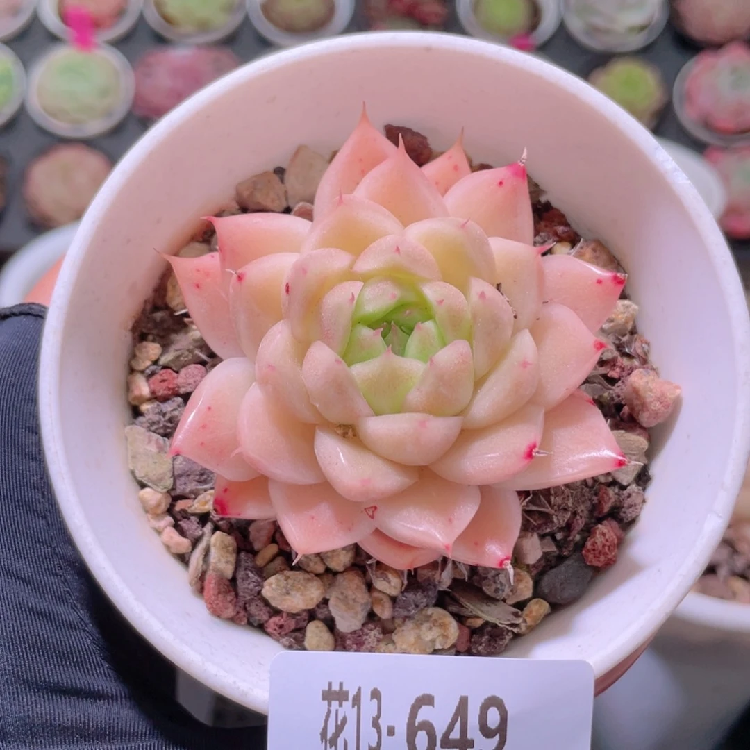 花利美13-649麦秆