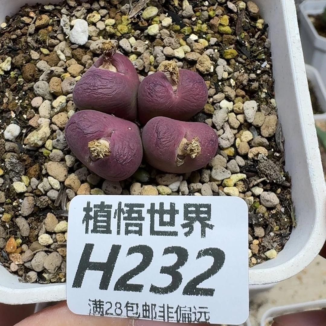 多肉植物的润泽ghh