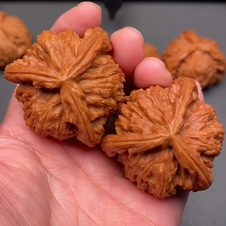 指***针木质类核桃核桃荷兰