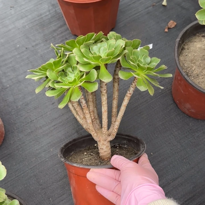 多肉植物提取技术研究298