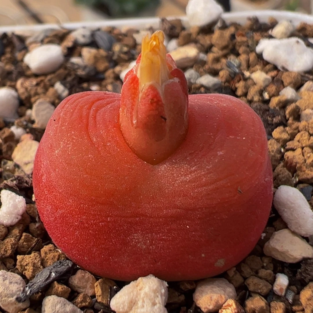 81多肉植物百科植物