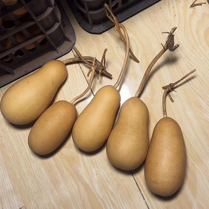 p***t葫芦素冬瓜专属链接