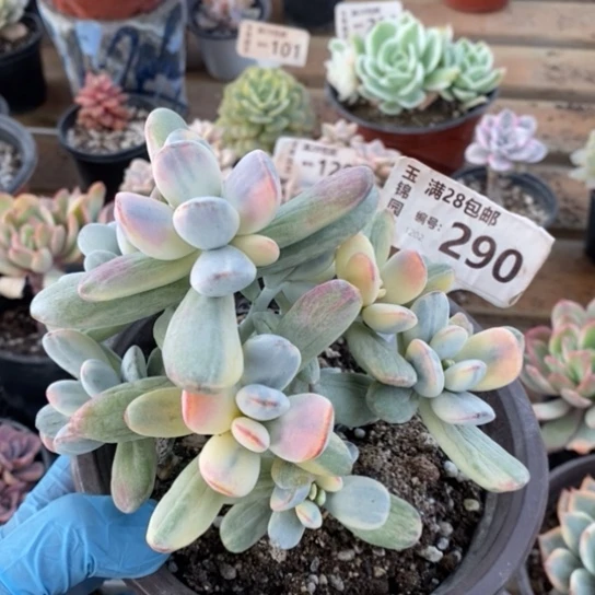 290一一一一一一一一一