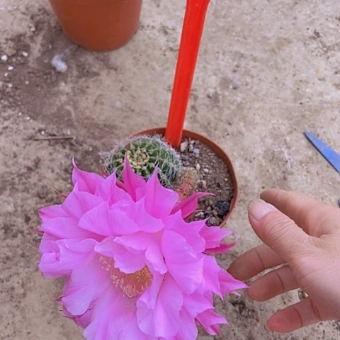 梧***桐仙人掌彩草小球0318摘花脱土发货