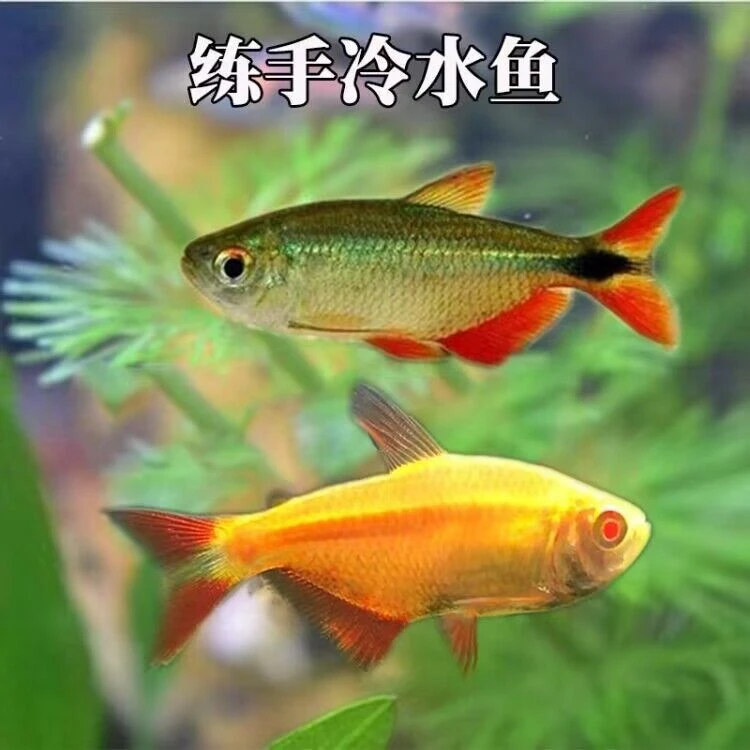 冷水鱼红十字鱼活体新手鱼练手鱼闯缸鱼淡水好养小型观赏鱼不加温