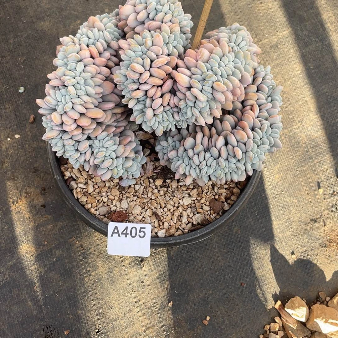 蓝***云405多肉植物多肉植物