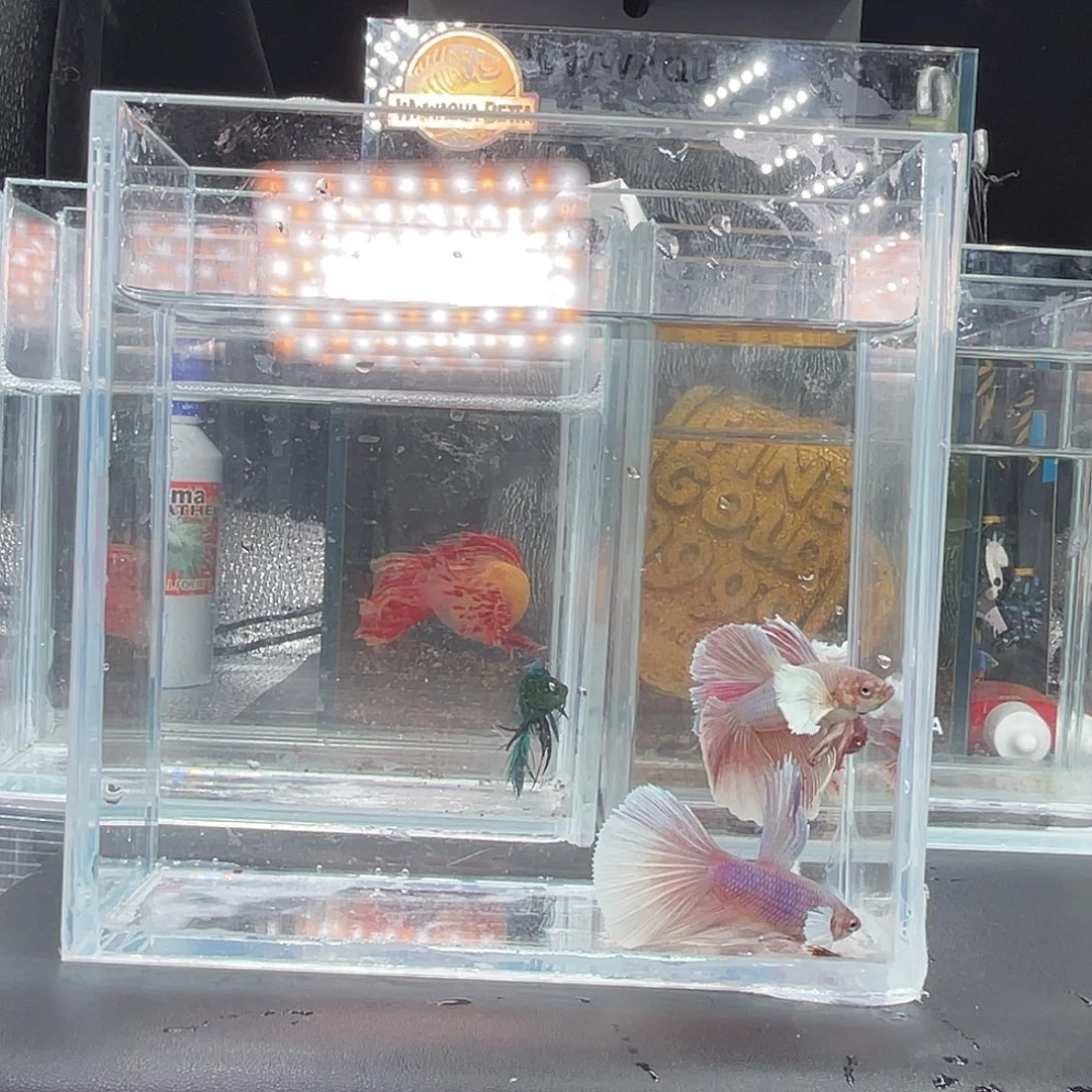 斗鱼6号123晚3个半月