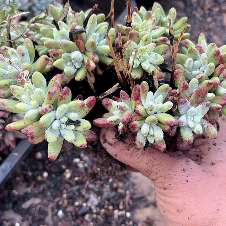 仙女杯多肉植物提取