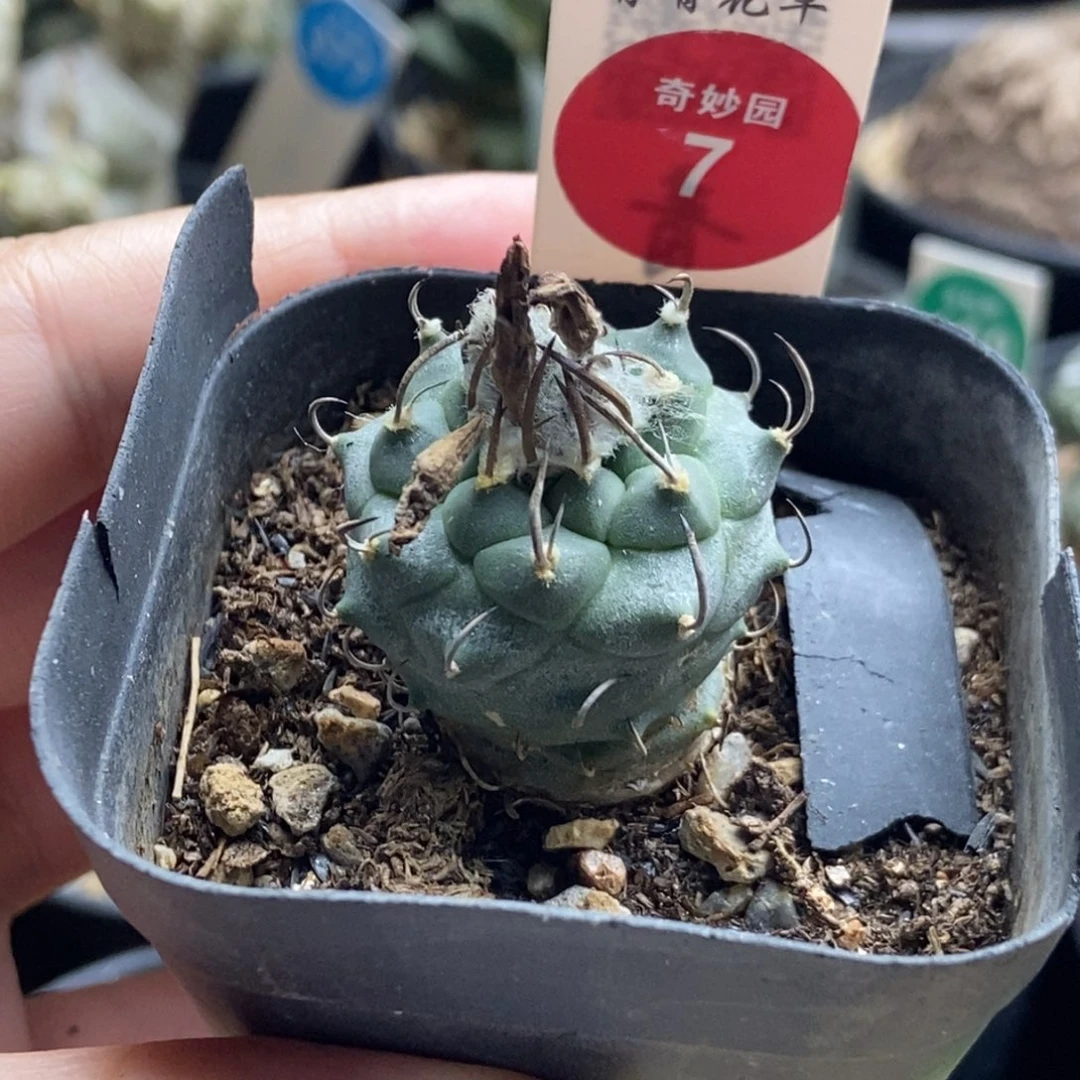 实生娇丽一颗仙人球
