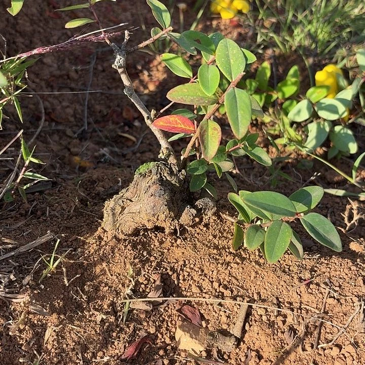 当前无花栽培后可以开花