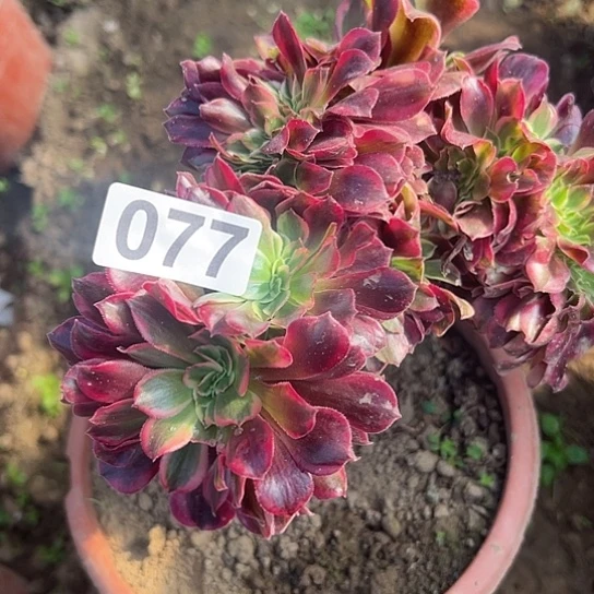 艺***翼多肉植物子一个美杜莎