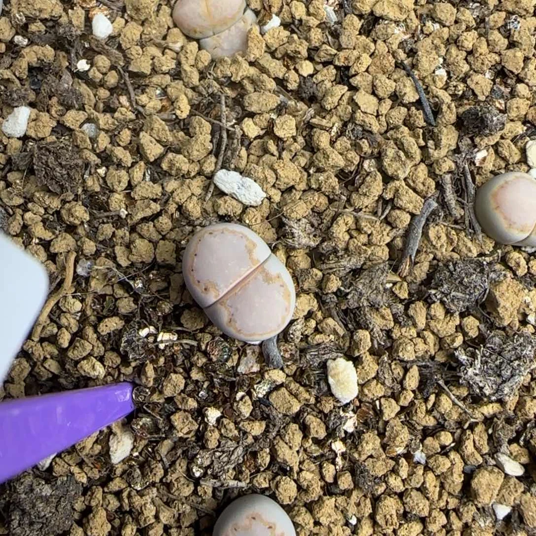 003二蜕饼干216大棚直播