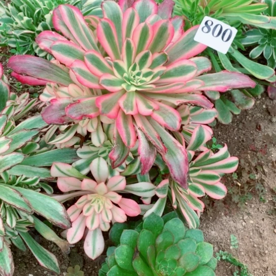 多肉植物美杜莎800