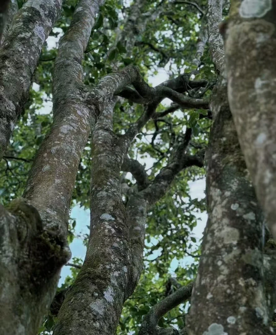 2025年 下磨烈古树挑采普洱茶生茶