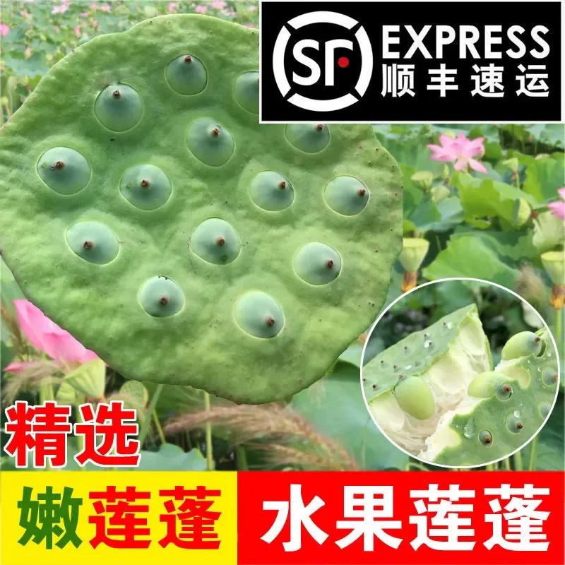 【只发新疆】新鲜嫩莲蓬太空莲鲜甜绿色农家水果生吃白莲子米