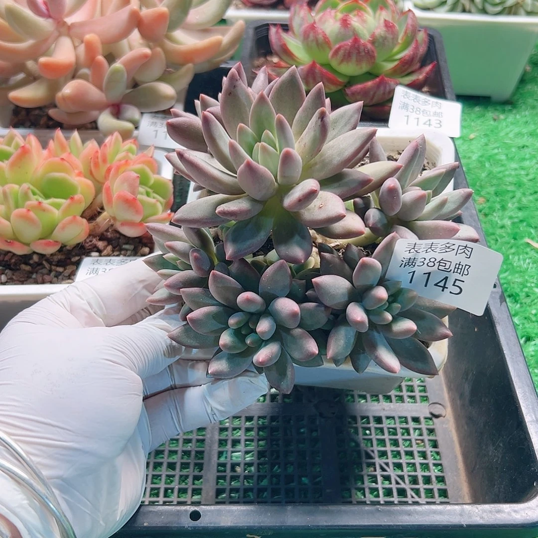 多肉一物拍植物1145
