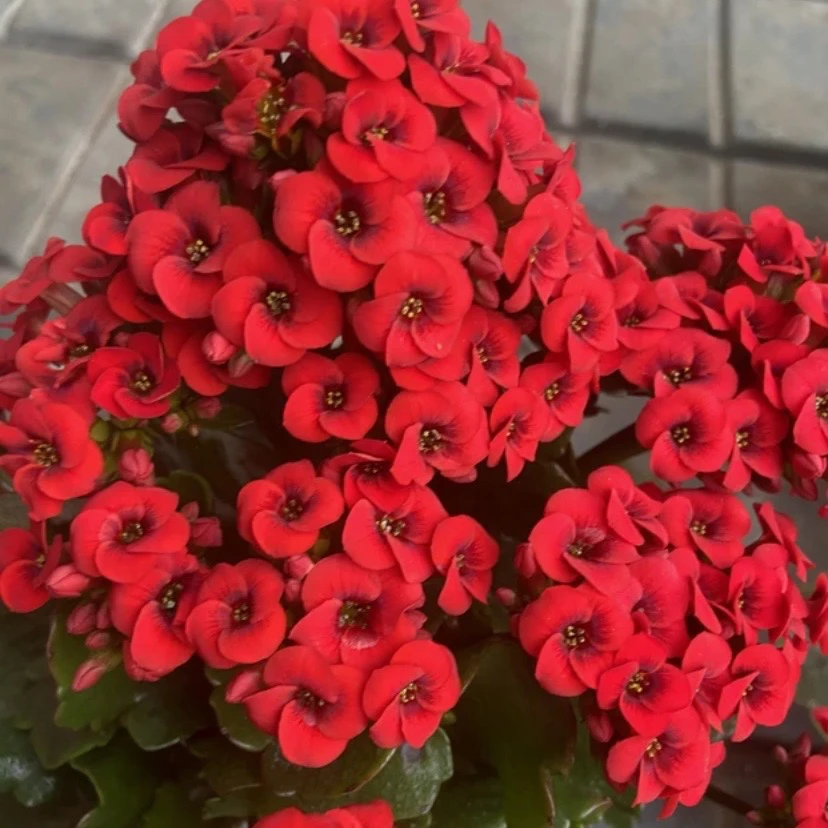 【单瓣红猫和平】单瓣长寿花猫眼室内盆栽