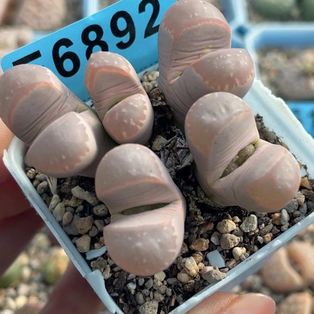 6892五头橄榄群一颗