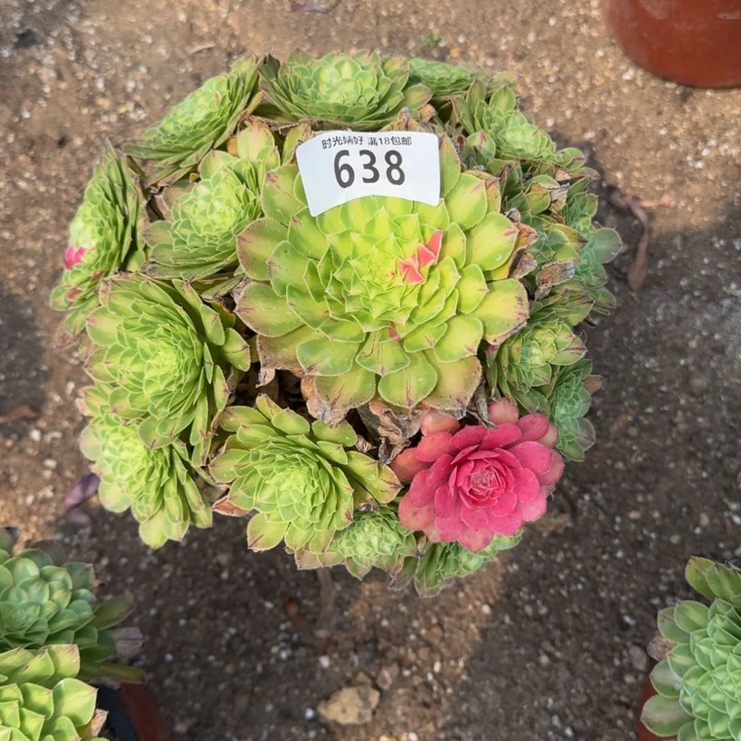 638知否多肉植物