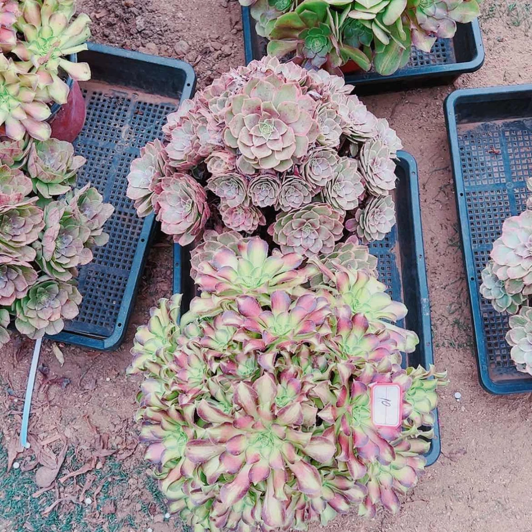 【闪购商品】无花朵如*10号韶华，粉花妖多肉植物无售后