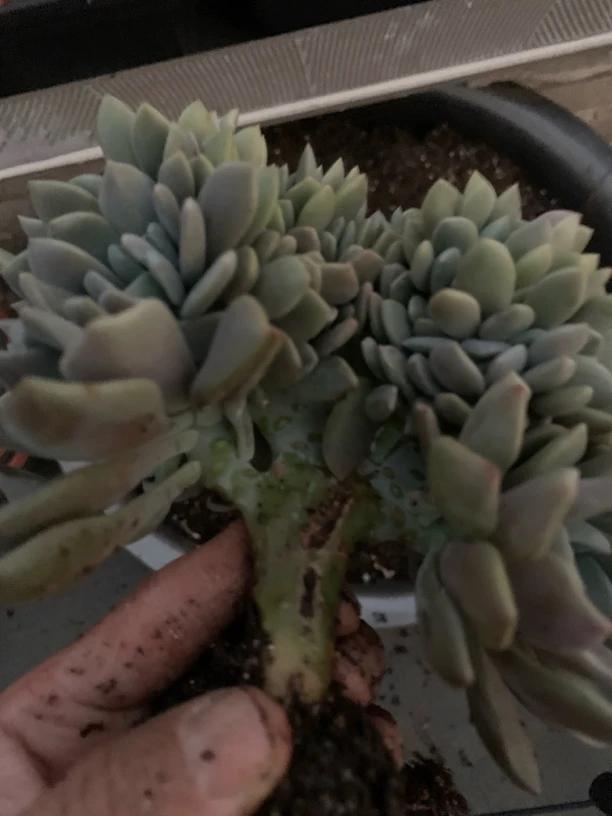 月蒙匠心精品多肉5