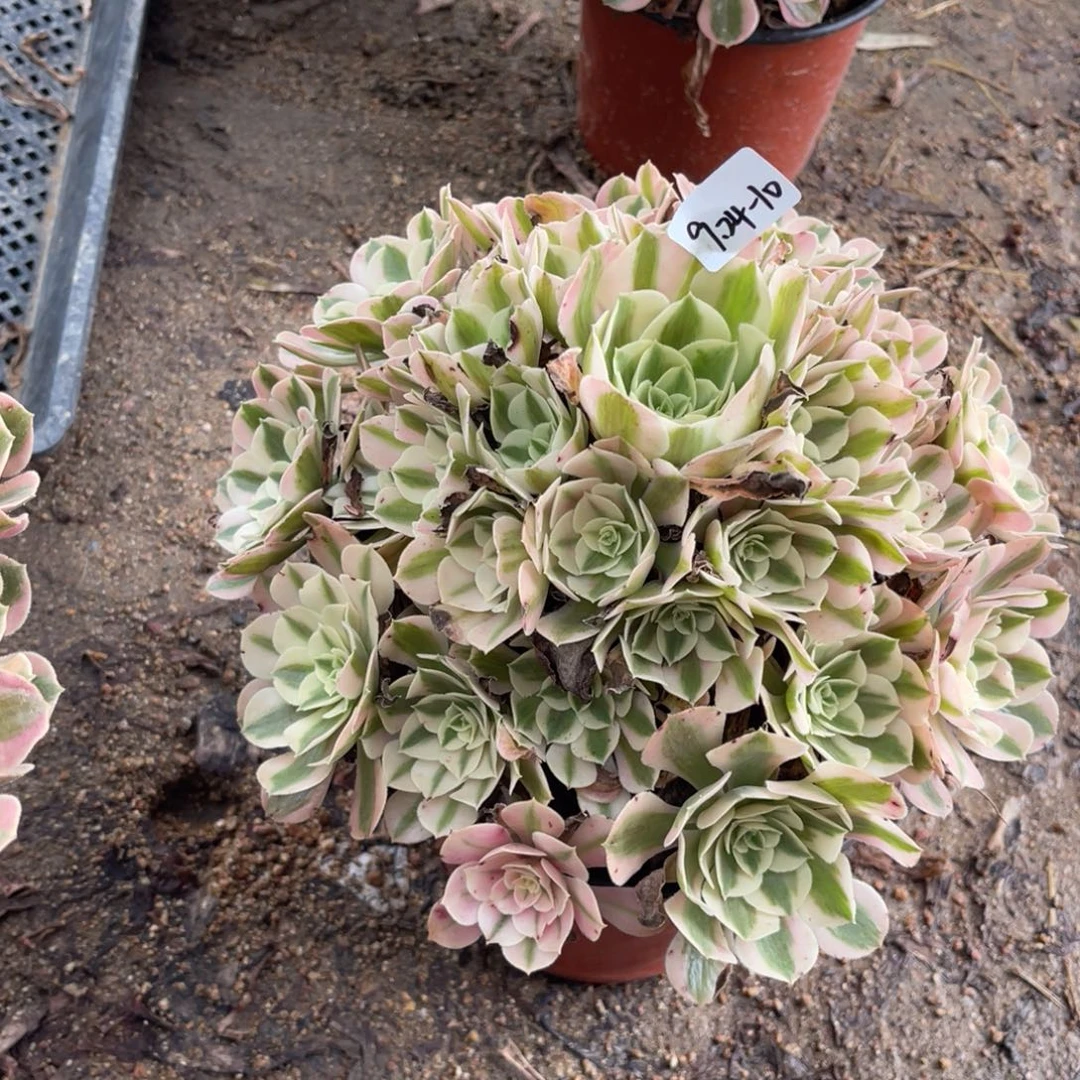 9-24-10粉女巫法师锦多肉