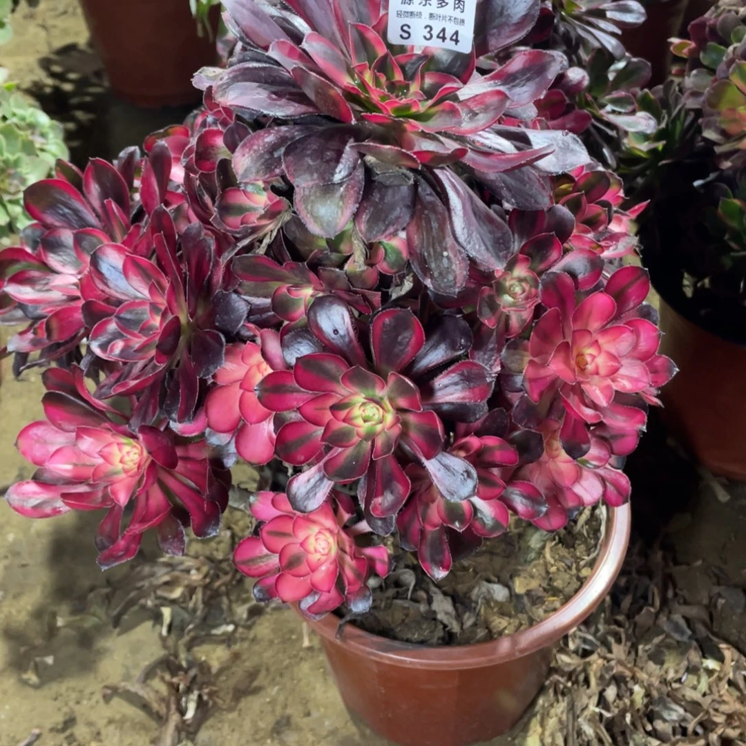 344花福蝶多肉法师断枝不包