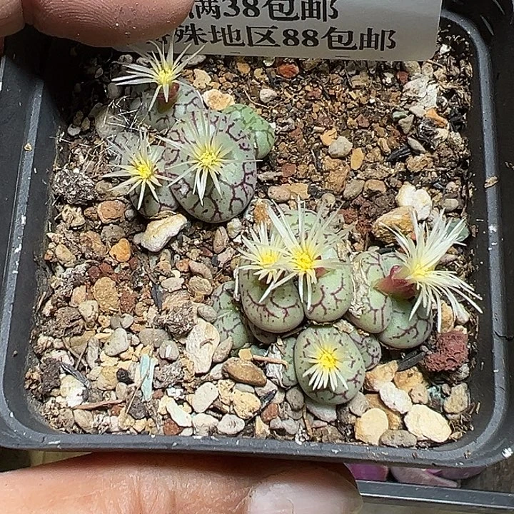 028号安贞一盆zzyyyxyxxyx