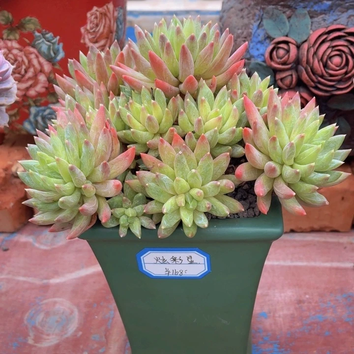 多肉炫彩星一物一拍