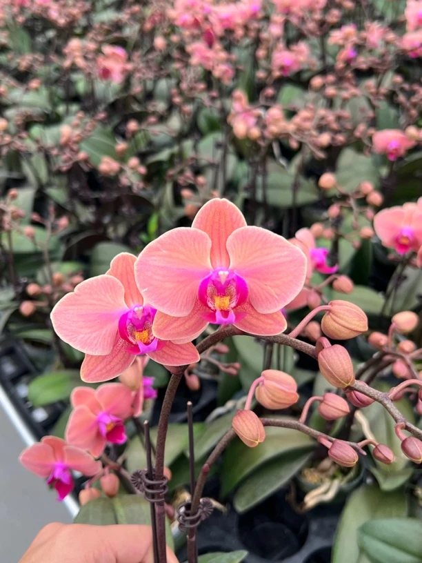 富豪优选（开口笑01）蝴蝶兰花期长好养护