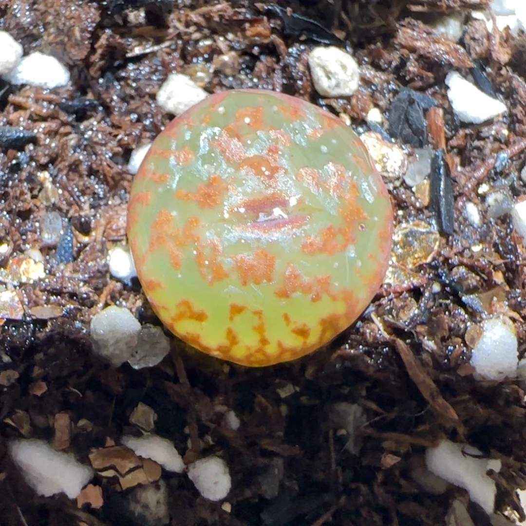 肉锥多肉植物百科-ap正红酒红勋章10