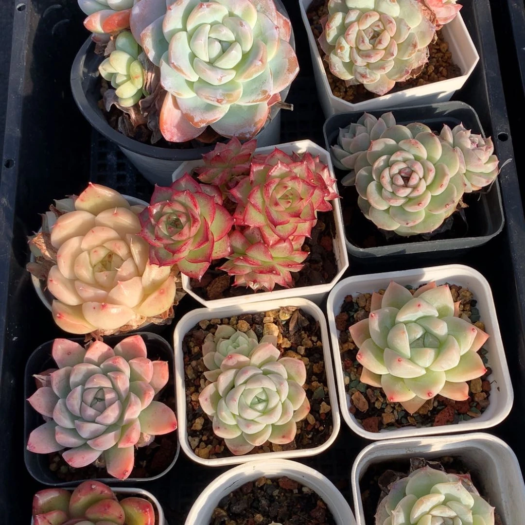 1215-09 套餐一组