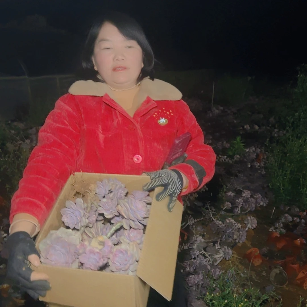 箱拍紫乐多肉多肉