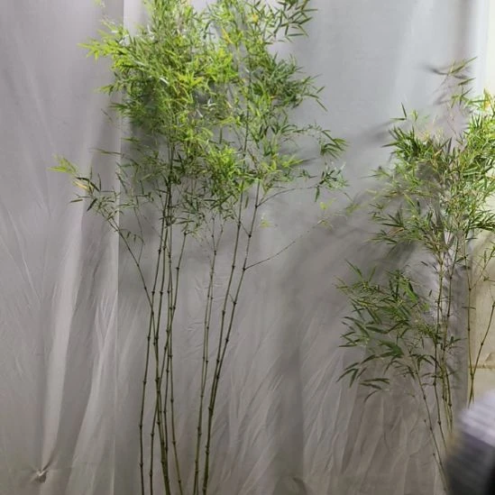 随***心完全开放筇竹算盘竹盆栽绿植竹子