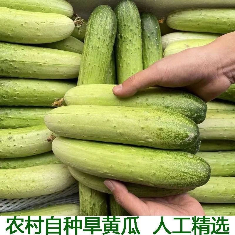 湖北黄瓜新鲜现摘黄瓜旱黄瓜小黄瓜水果黄瓜小青瓜新鲜蔬菜水果