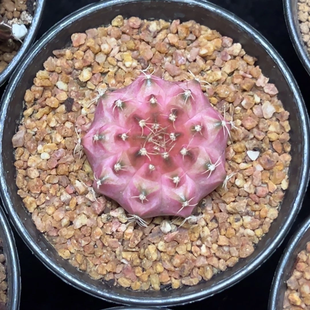 实生轮回带盆土发货5