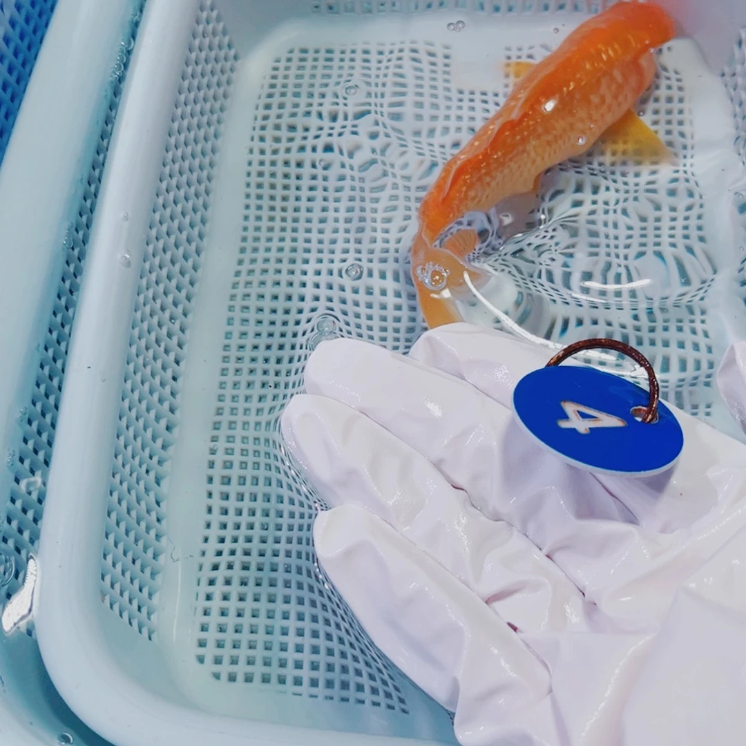 海水鱼锦鲤冷水观赏鱼