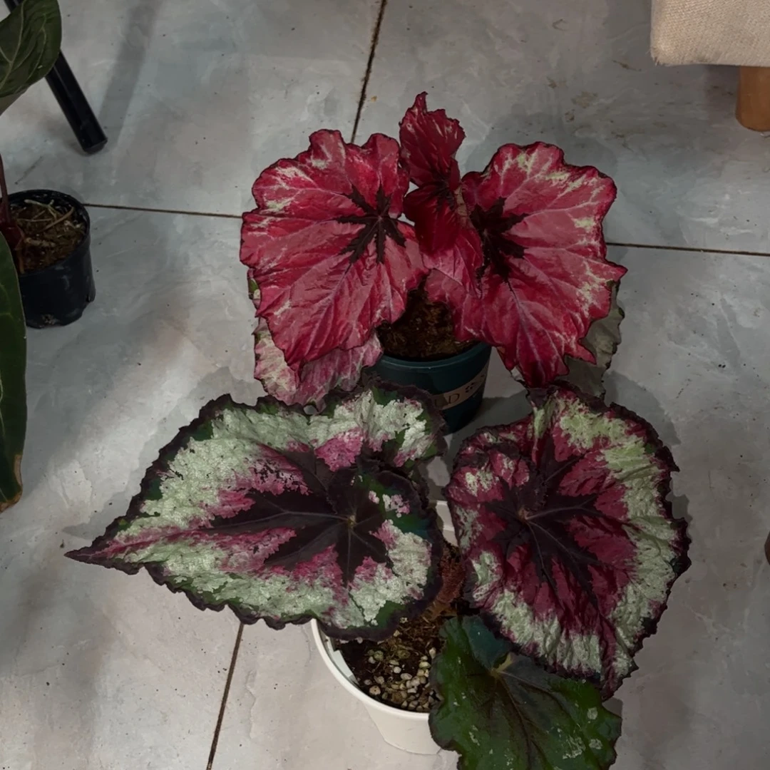 不开花植物捡漏无售后22