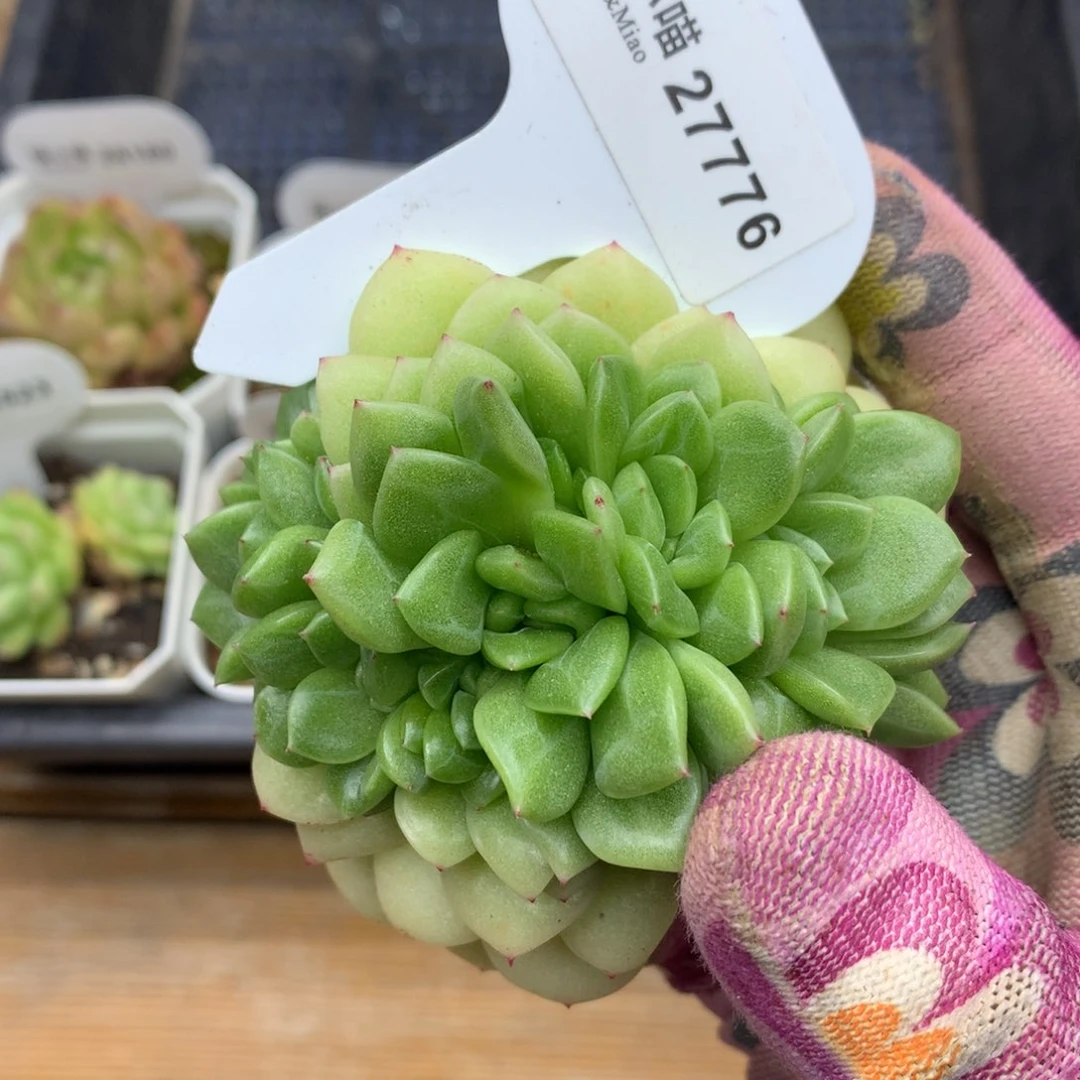多肉植物麦秆珍妮