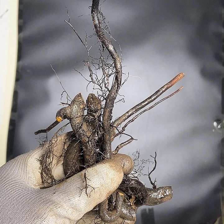 小***焊无花朵小山鸡根555