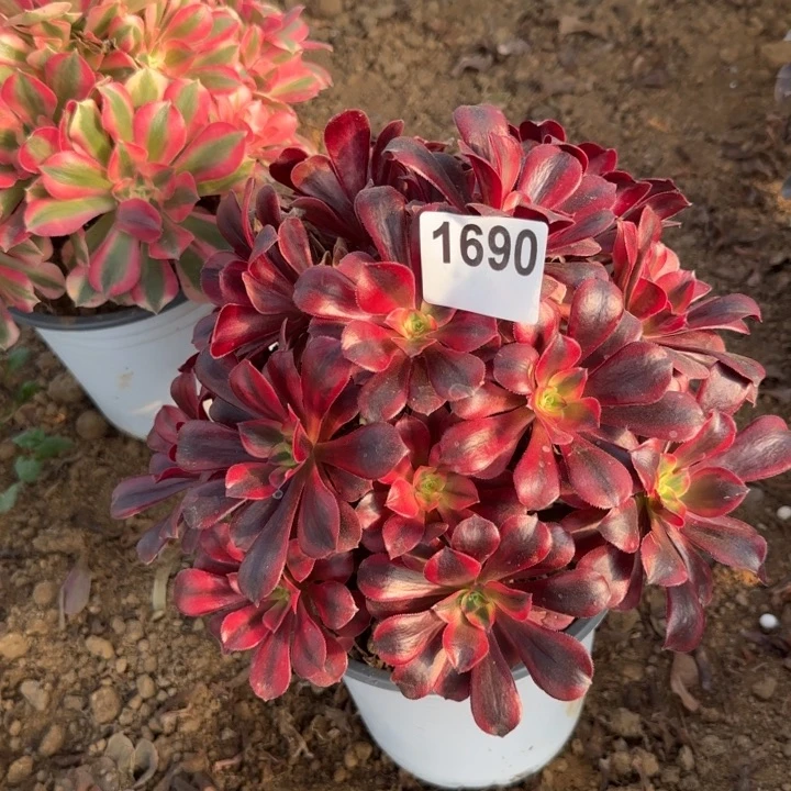 1690有砍头清棚处理不包断枝