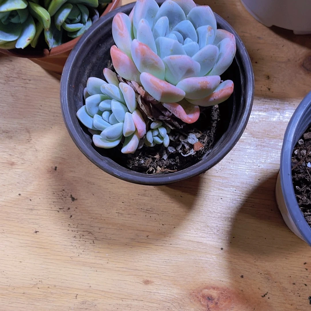 李***.0000000000000000357