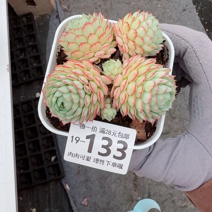小红船无盆土发货多肉多肉