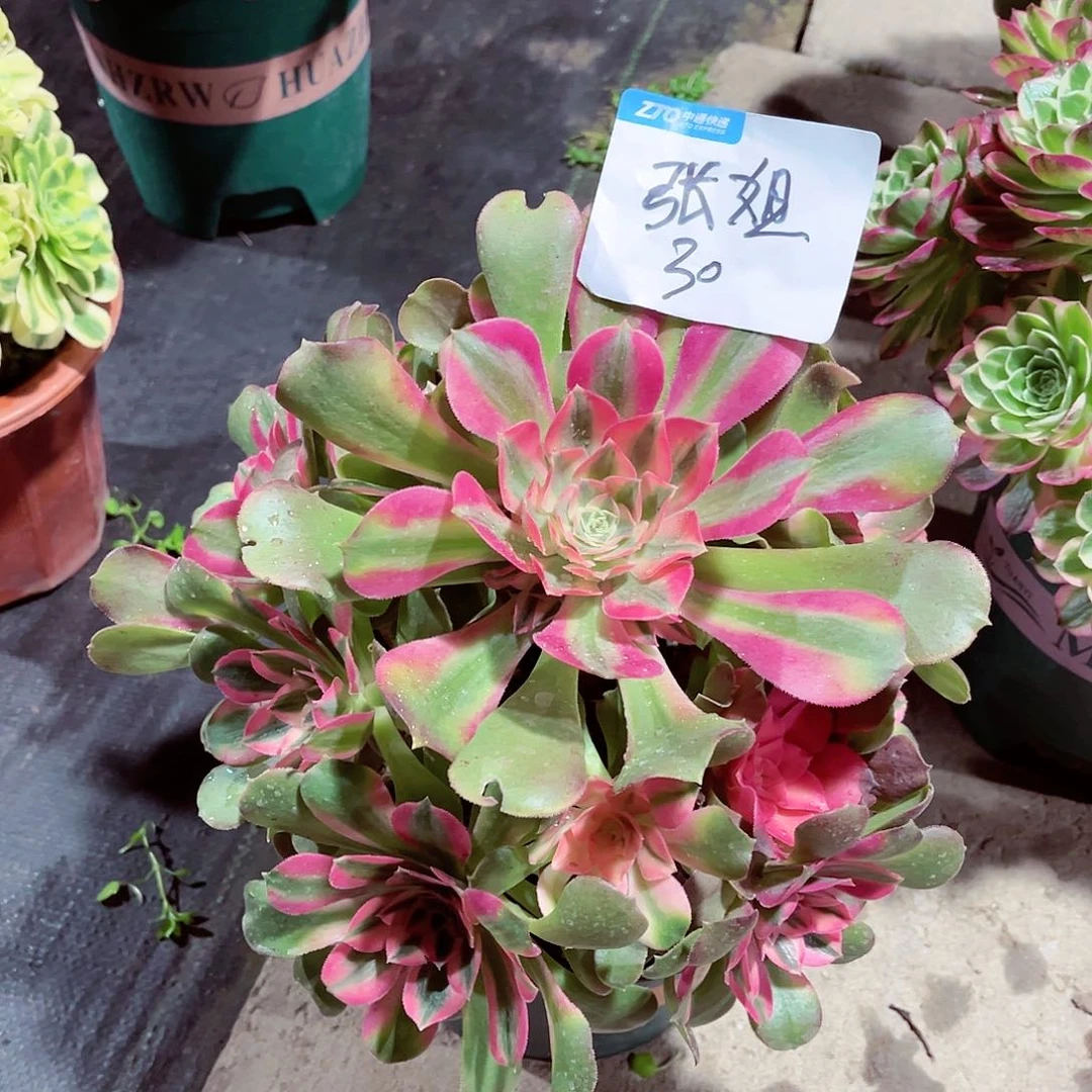 法师多肉漂亮漂亮